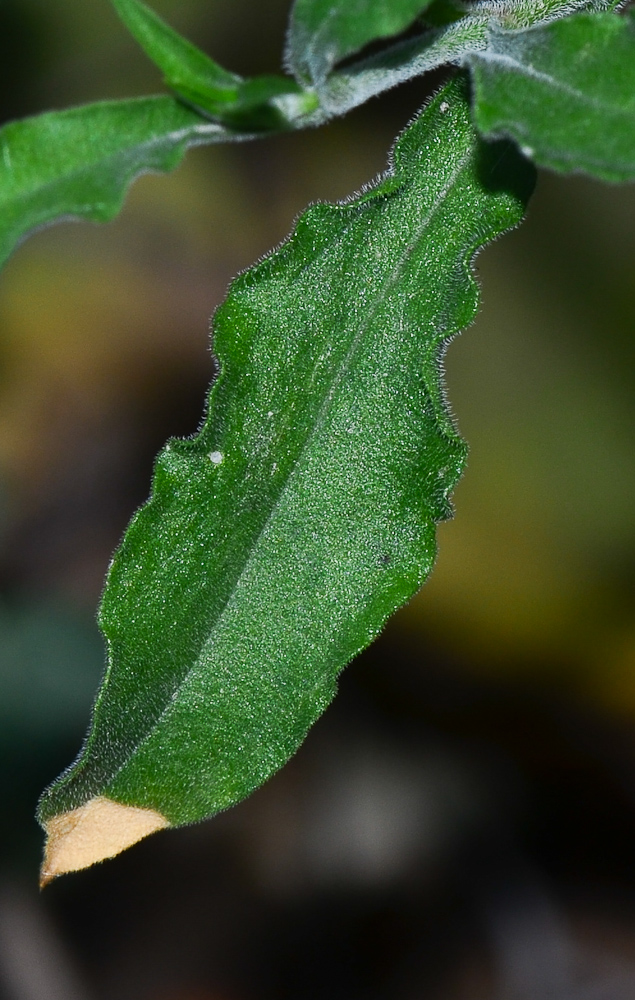 Изображение особи Silene italica.