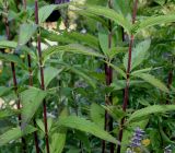 Verbena hastata. Средние части побегов. Германия, г. Дюссельдорф, Ботанический сад университета. 03.07.2014.