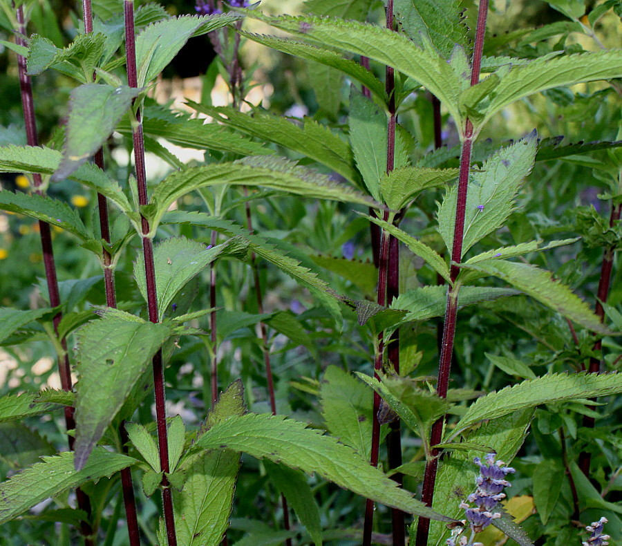 Image of Verbena hastata specimen.