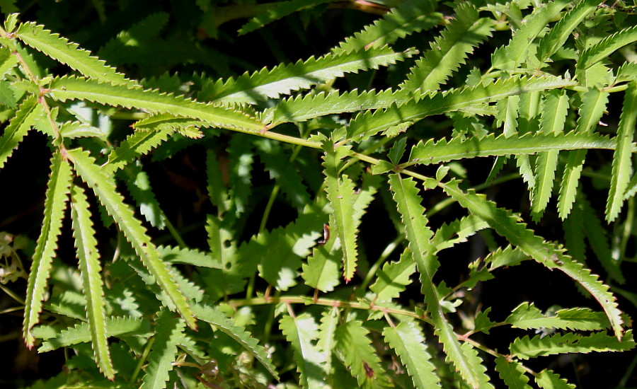 Image of Sanguisorba parviflora specimen.