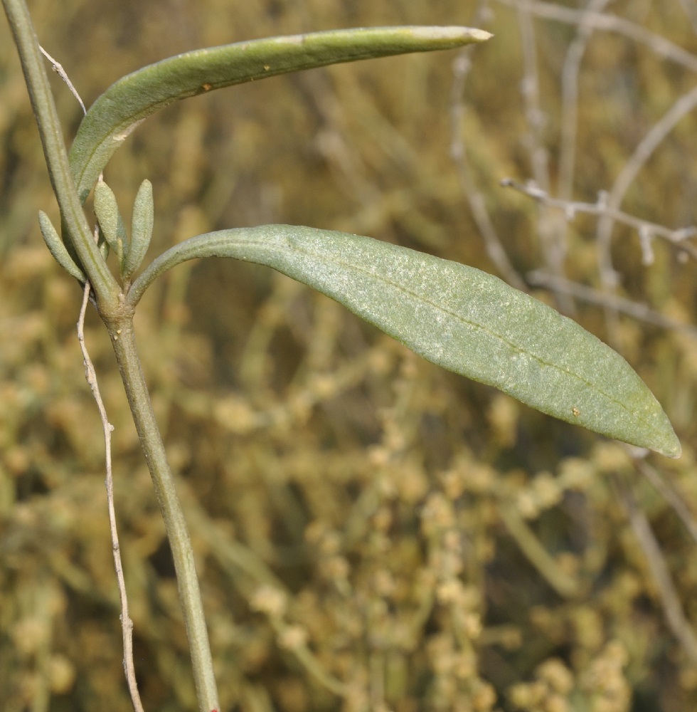 Image of Halimione portulacoides specimen.