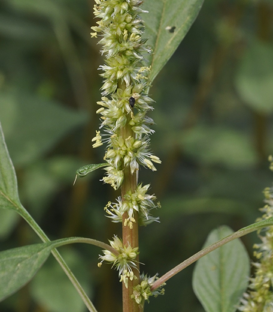 Image of Amaranthus palmeri specimen.