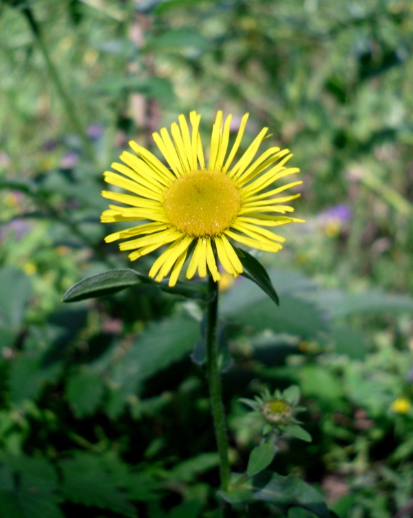 Image of Inula britannica specimen.