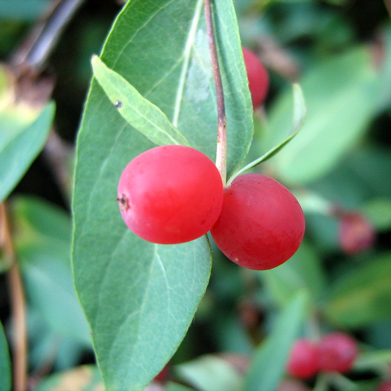 Image of Lonicera tatarica specimen.