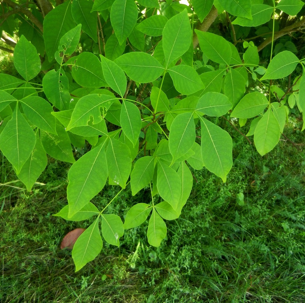 Изображение особи Ptelea trifoliata.