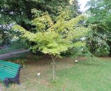 Acer cissifolium