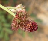 Sanguisorba polygama