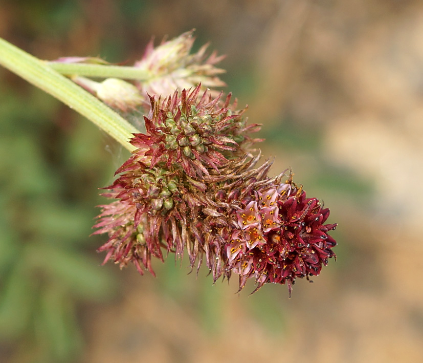 Изображение особи Sanguisorba polygama.