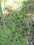 Scabiosa columbaria. Стеблевой лист. Крым, Ялта, ущелье Уч-Кош. 05.08.2009.