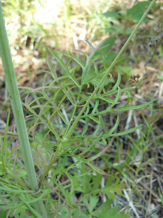 Image of Scabiosa columbaria specimen.