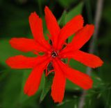 Lychnis fulgens