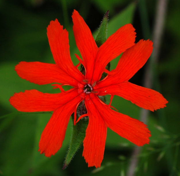 Image of Lychnis fulgens specimen.