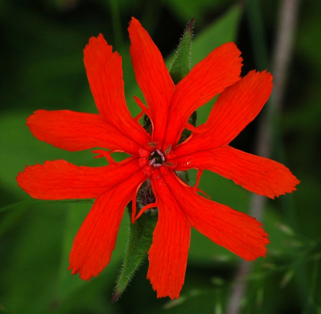 Изображение особи Lychnis fulgens.