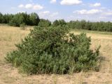 Pinus sylvestris