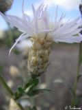 Centaurea