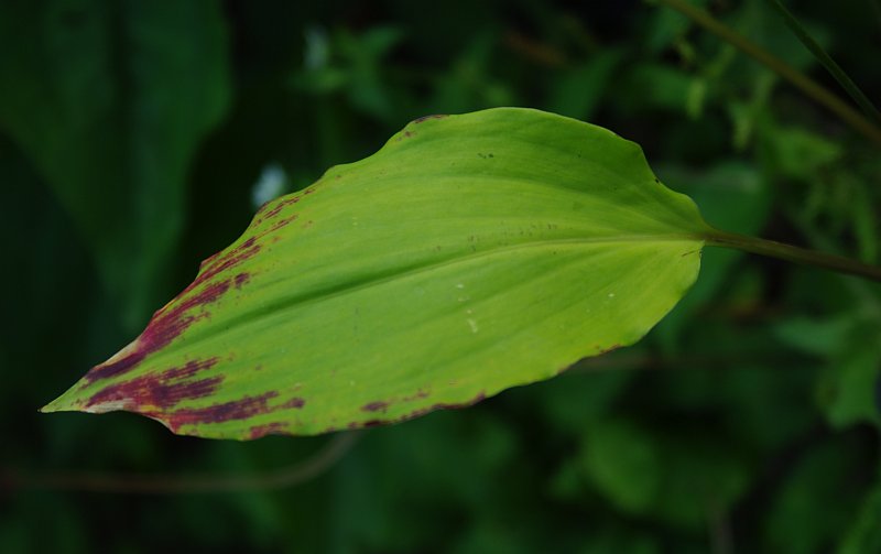 Image of Allium prattii specimen.