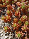 Sedum alberti. Растение на щебнистых выходах, южный склон. Тянь-Шань, хр. Илейский (Заилийский) Алатау. 19.06.2005.