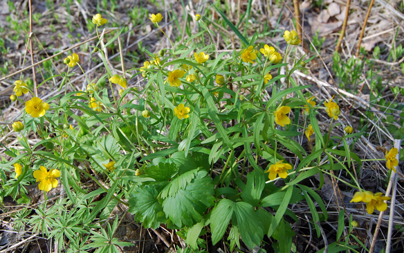Image of Ranunculus auricomus specimen.