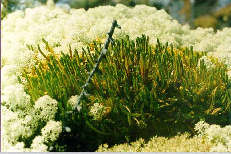 Изображение особи Selaginella rupestris.