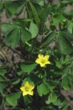 Oxalis stricta