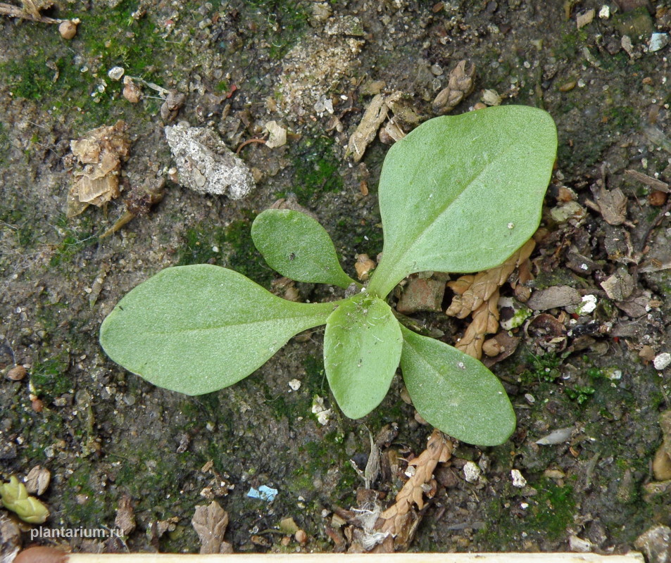 Изображение особи Plantago major.