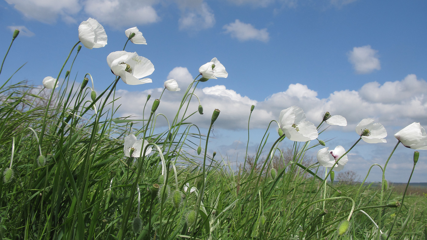 Image of Papaver albiflorum specimen.