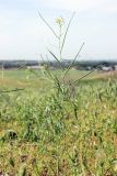 Sisymbrium altissimum. Верхушка цветущего и плодоносящего растения. Узбекистан, Ташкентская обл., Кибрайский р-н, предгорные холмы в окр. пос. Майский. 10.05.2015.