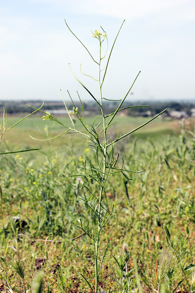 Image of Sisymbrium altissimum specimen.