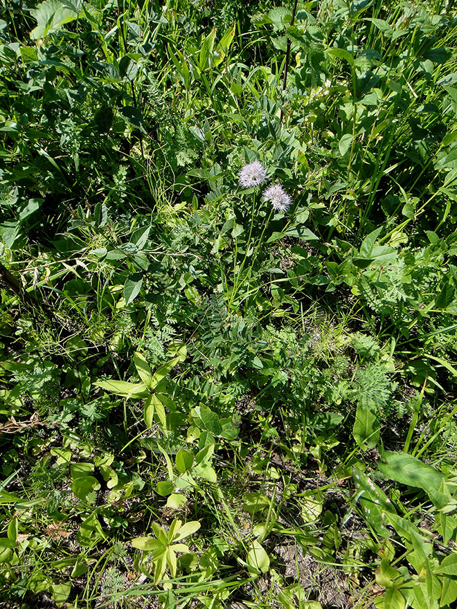 Image of Allium splendens specimen.