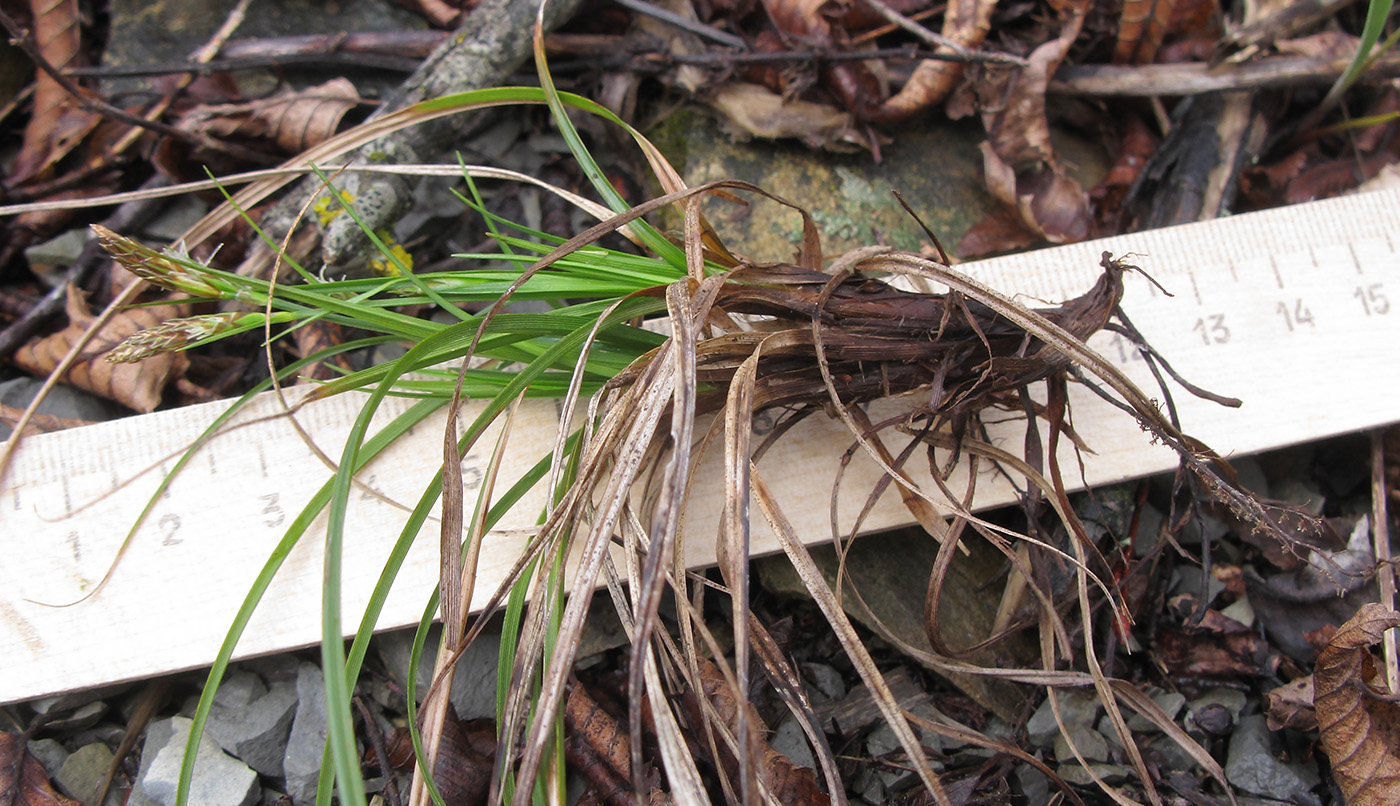 Изображение особи Carex halleriana.