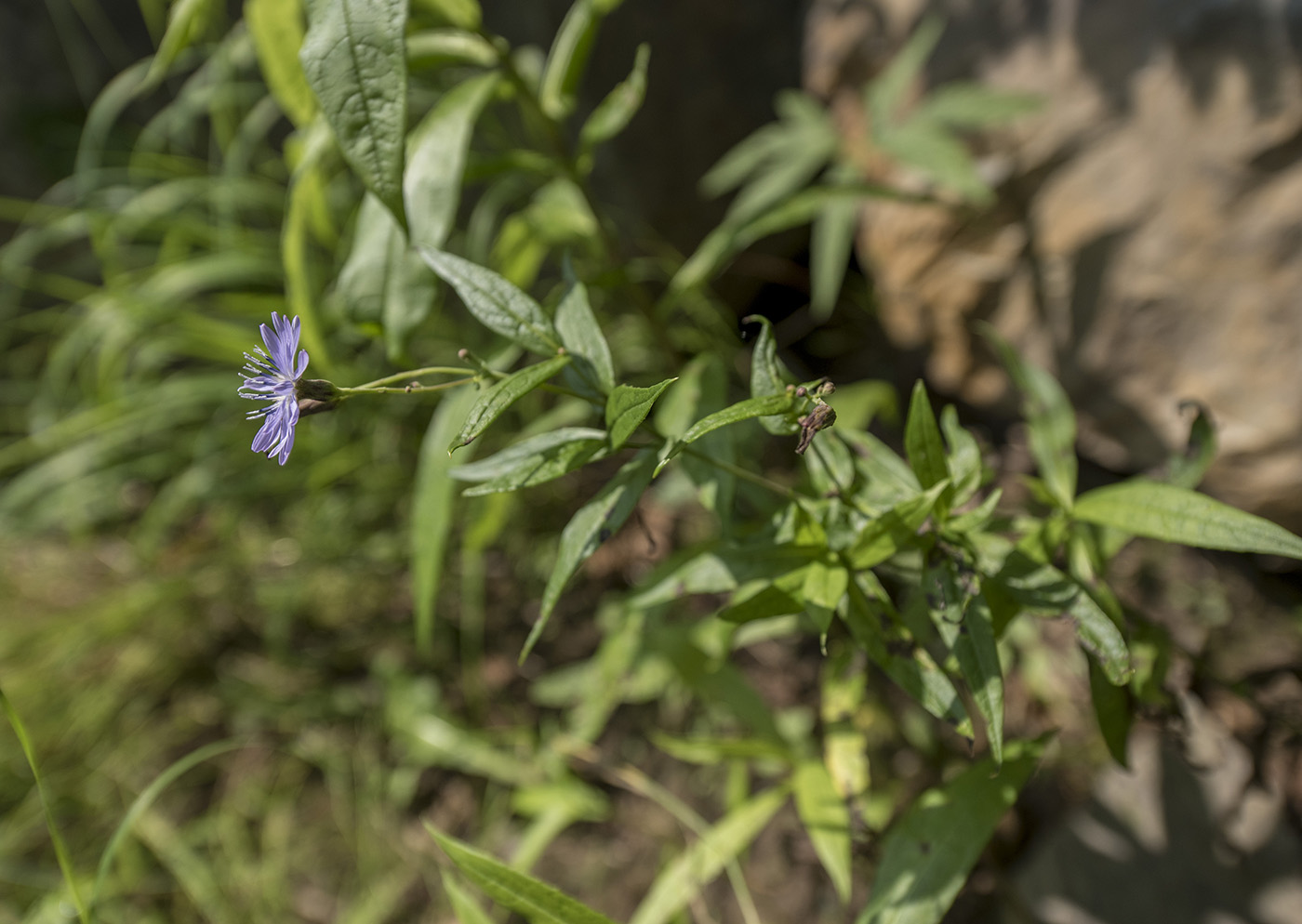 Изображение особи Lactuca sibirica.