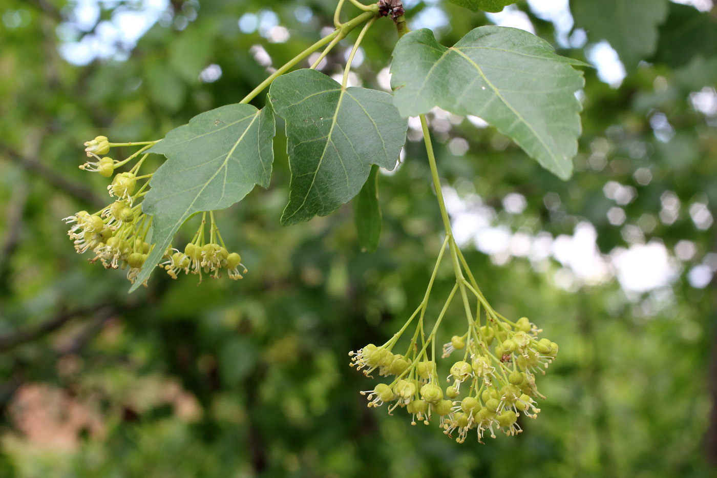 Image of Acer semenovii specimen.