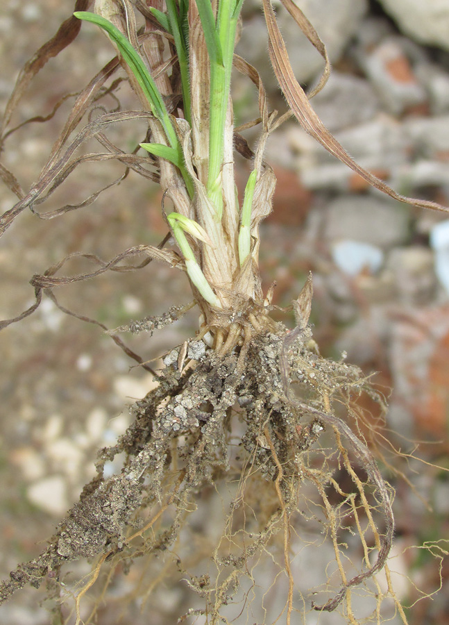 Image of Anisantha sterilis specimen.