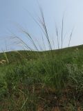 Stipa baicalensis