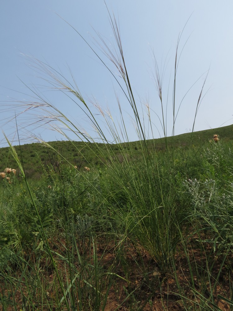 Image of Stipa baicalensis specimen.