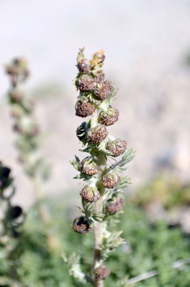 Image of Artemisia viridis specimen.