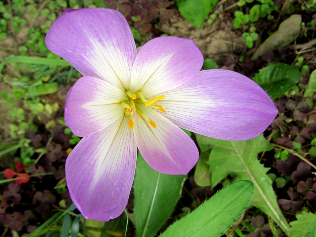 Изображение особи Colchicum speciosum.