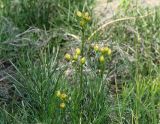 Filifolium sibiricum. Верхушка отцветшего растения. Иркутская обл., Усть-Ордынский р-н, гора Булен. 14.08.2015.