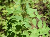 Codonopsis clematidea. Средняя облиственная часть стебля растения. Кыргызстан, Нарынская обл., левый берег р. Нарын, долина руч. Бурган-Суу. 11.07.2015.
