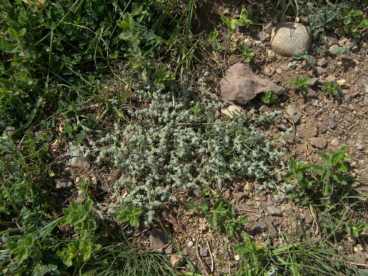 Image of Herniaria incana var. angustifolia specimen.