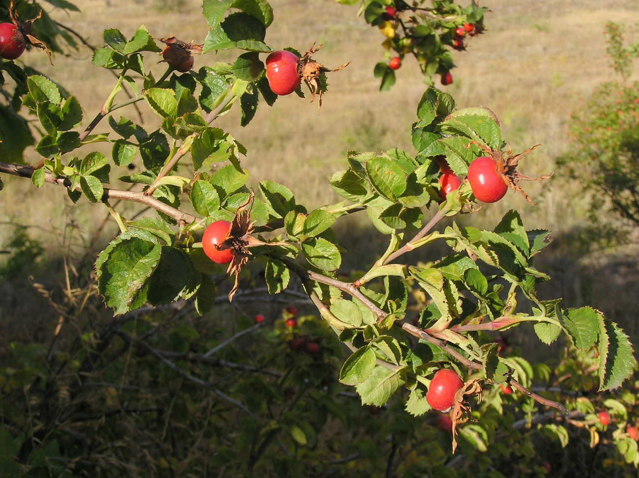 Image of genus Rosa specimen.