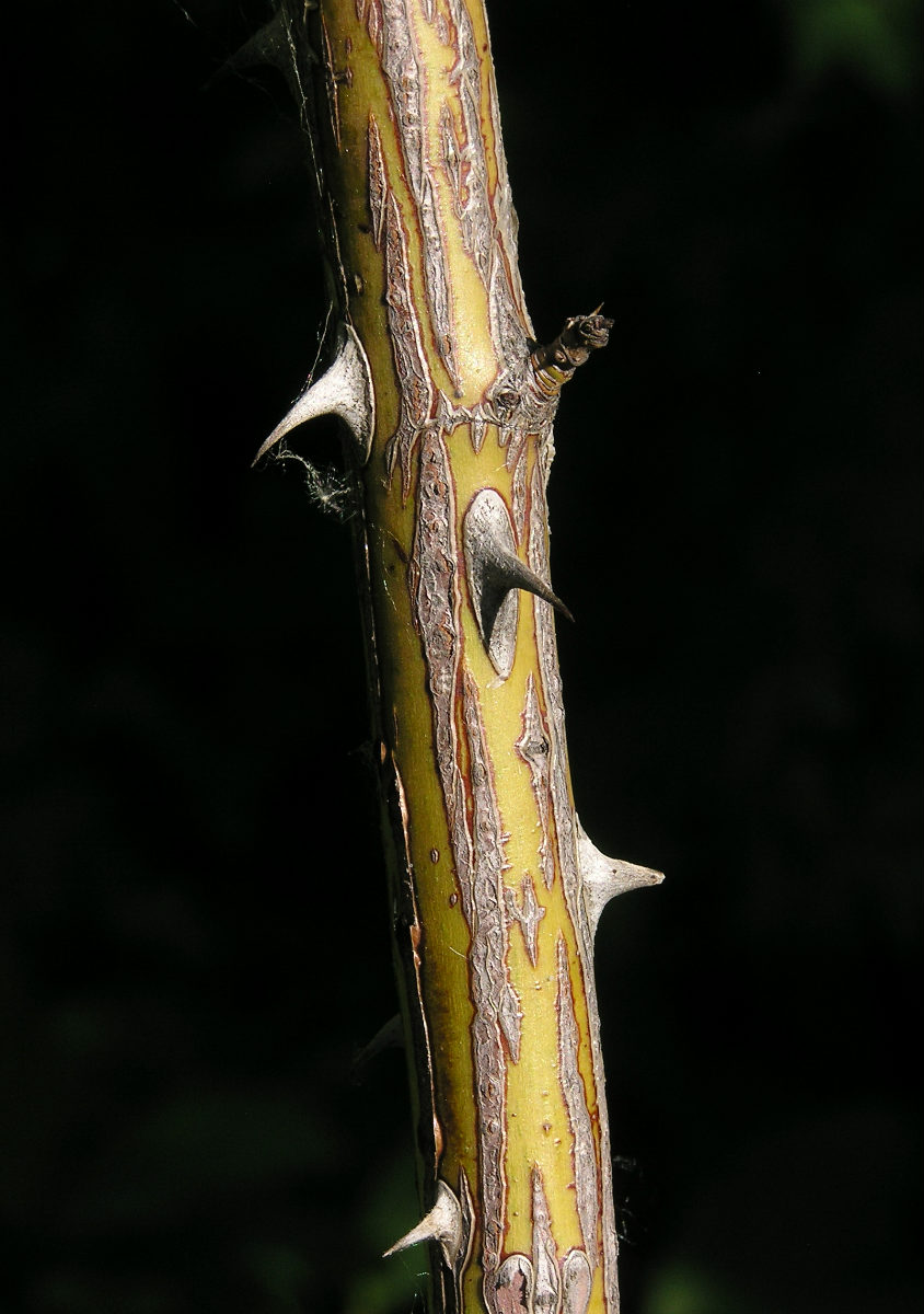 Image of Rosa subcanina specimen.