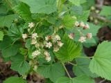 Ribes nigrum. Соцветия и листья. Иркутская обл., Иркутский р-н, окр. дер. Поливаниха, берег р. Ушаковка. 01.06.2015.