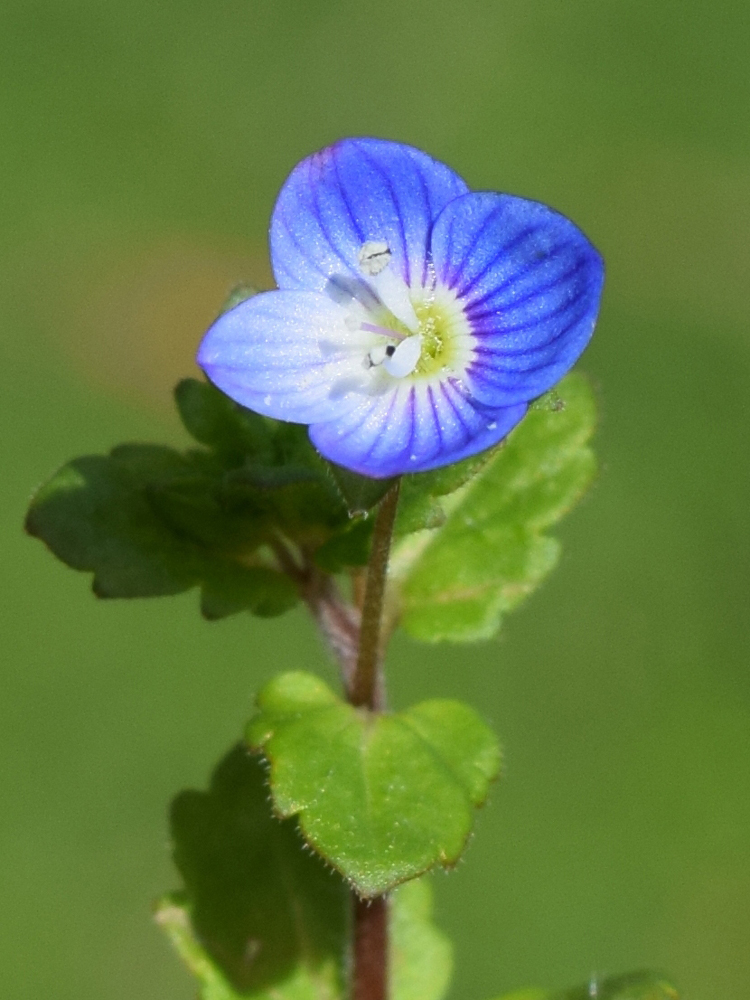 Image of Veronica persica specimen.