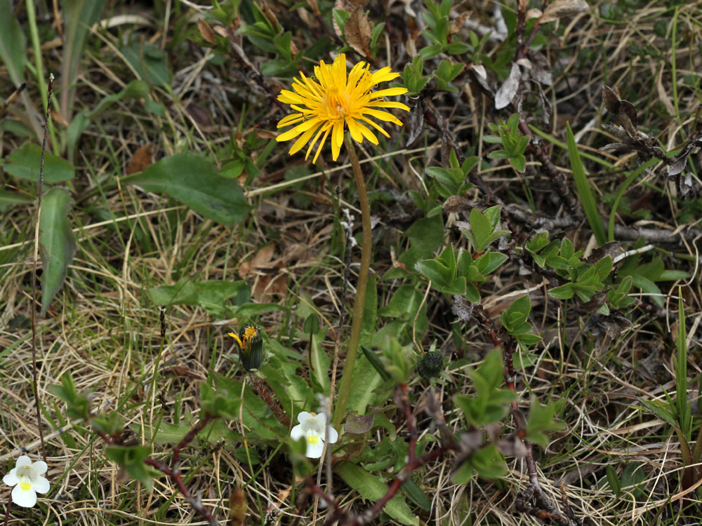 Image of Taraxacum croceum specimen.
