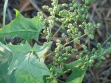 Chenopodiastrum hybridum. Часть соцветия и листьев. Иркутская обл., Иркутский р-н, окр. с. Максимовщина, береговой склон р. Иркут. 04.09.2014.