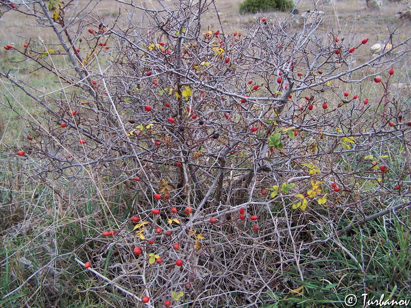 Изображение особи Rosa canina.