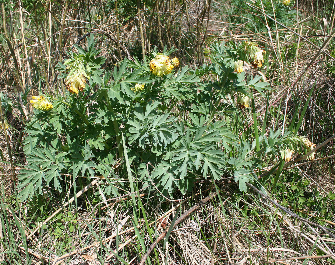 Изображение особи Corydalis nobilis.