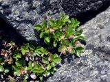 Salix berberifolia