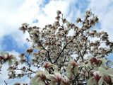 Magnolia cylindrica. Крона цветущего дерева. Латвия, Рига, Ботанический сад Латвийского университета, экспозиция магнолий (участок 1). 05.05.2015.